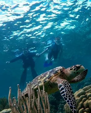 The Barrier Reef